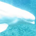 100 pics Sea Life answers Beluga