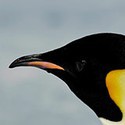 100 pics Sea Life answers Penguin