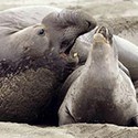 100 pics Sea Life answers Elephant Seals