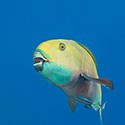 100 pics Sea Life answers Parrotfish