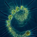 100 pics Sea Life answers Plankton