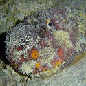 100 pics Sea Life answers Stonefish