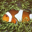 100 pics Sea Life answers Clownfish