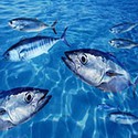 100 pics Sea Life answers Bluefin Tuna