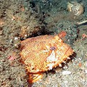 100 pics Sea Life answers Toadfish