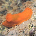 100 pics Sea Life answers Sea Slug