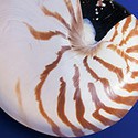 100 pics Sea Life answers Nautilus