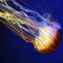 100 pics Sea Life answers Jelly Fish