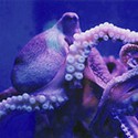 100 pics Sea Life answers Octopus