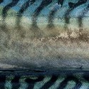 100 pics Sea Life answers Mackerel