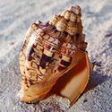 100 pics Sea Life answers Conch