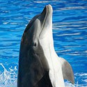 100 pics Sea Life answers Dolphin