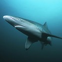 100 pics Sea Life answers Shark