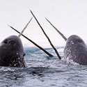 100 pics Sea Life answers Narwhal