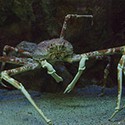 100 pics Sea Life answers Spider Crab