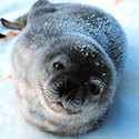 100 pics Sea Life answers Seal
