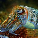 100 pics Sea Life answers Cuttlefish