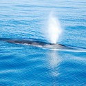 100 pics Sea Life answers Sperm Whale