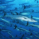 100 pics Sea Life answers Barracuda