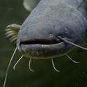 100 pics Sea Life answers Catfish