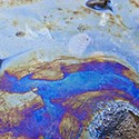 100 pics Sea Life answers Oil Spill