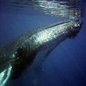 100 pics Sea Life answers Humpback Whale