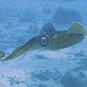 100 pics Sea Life answers Squid
