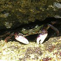100 pics Sea Life answers Crab