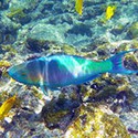 100 pics Sea Life answers Rainbow Fish