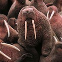 100 pics Sea Life answers Walrus