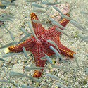100 pics Sea Life answers Starfish