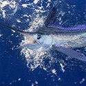 100 pics Sea Life answers Swordfish