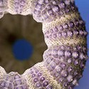 100 pics Sea Life answers Urchin