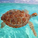 100 pics Sea Life answers Turtle
