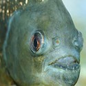 100 pics Sea Life answers Piranha