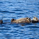 100 pics Sea Life answers Sea Otter