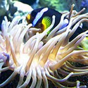 100 pics Sea Life answers Anemone