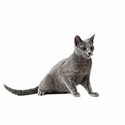 100 pics Something Blue answers Russian Blue