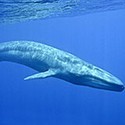 100 pics Something Blue answers Blue Whale