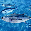 100 pics Something Blue answers Bluefin Tuna