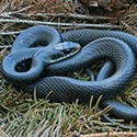 100 pics Something Blue answers Blue Racer