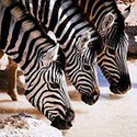 100 pics Spots Or Stripes answers Zebras
