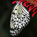 100 pics Spots Or Stripes answers Butterfly