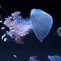 100 pics Spots Or Stripes answers Jellyfish