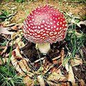 100 pics Spots Or Stripes answers Toadstool