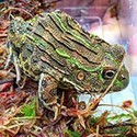 100 pics Spots Or Stripes answers Bullfrog