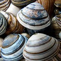 100 pics Spots Or Stripes answers Seashells