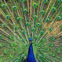 100 pics Spots Or Stripes answers Peacock