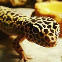 100 pics Spots Or Stripes answers Gecko
