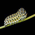 100 pics Spots Or Stripes answers Caterpillar